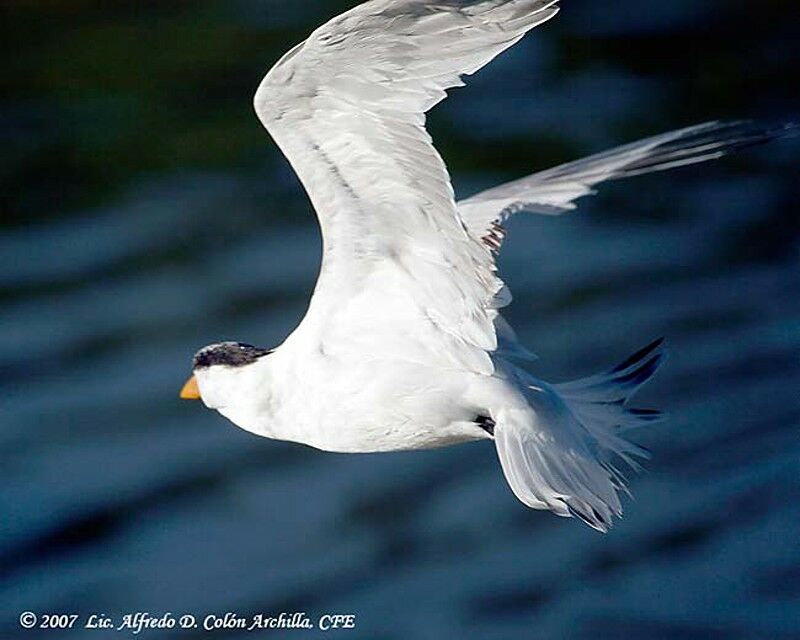 Royal Tern