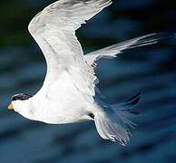 Royal Tern