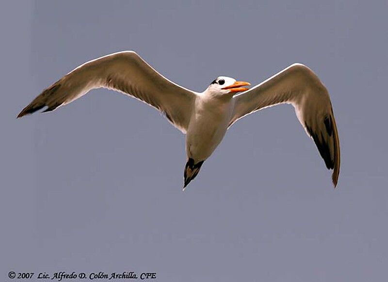 Royal Tern