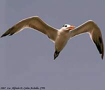 Royal Tern