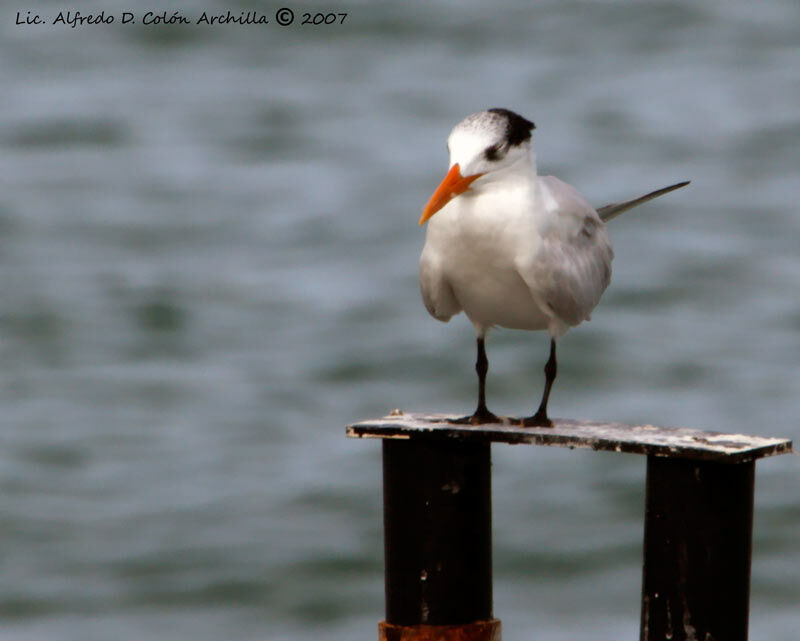 Royal Tern