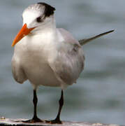 Royal Tern