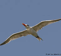 Royal Tern