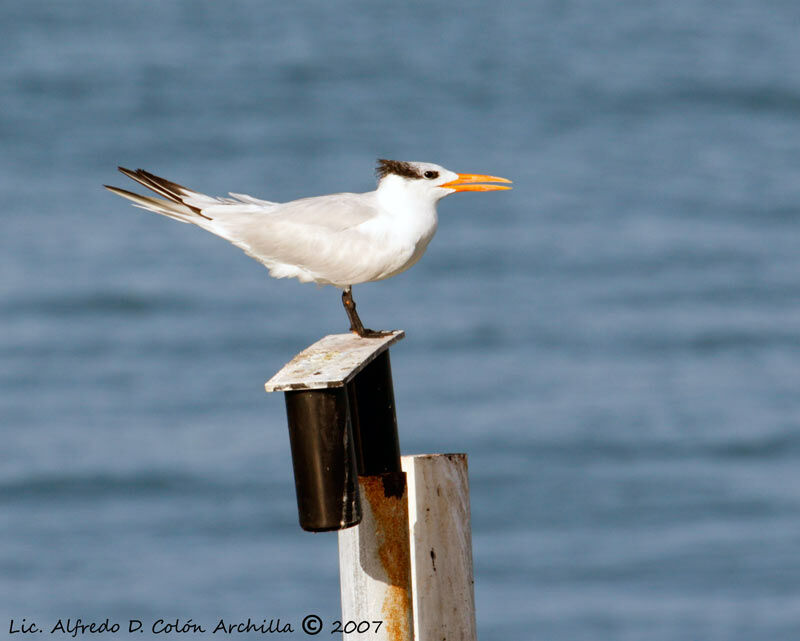 Royal Tern