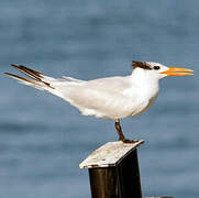 Royal Tern