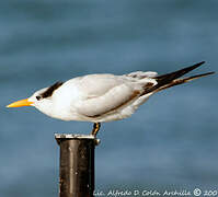 Royal Tern