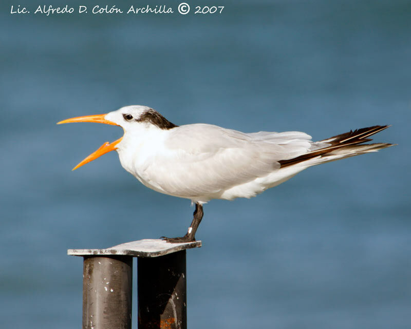 Royal Tern