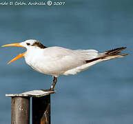 Royal Tern