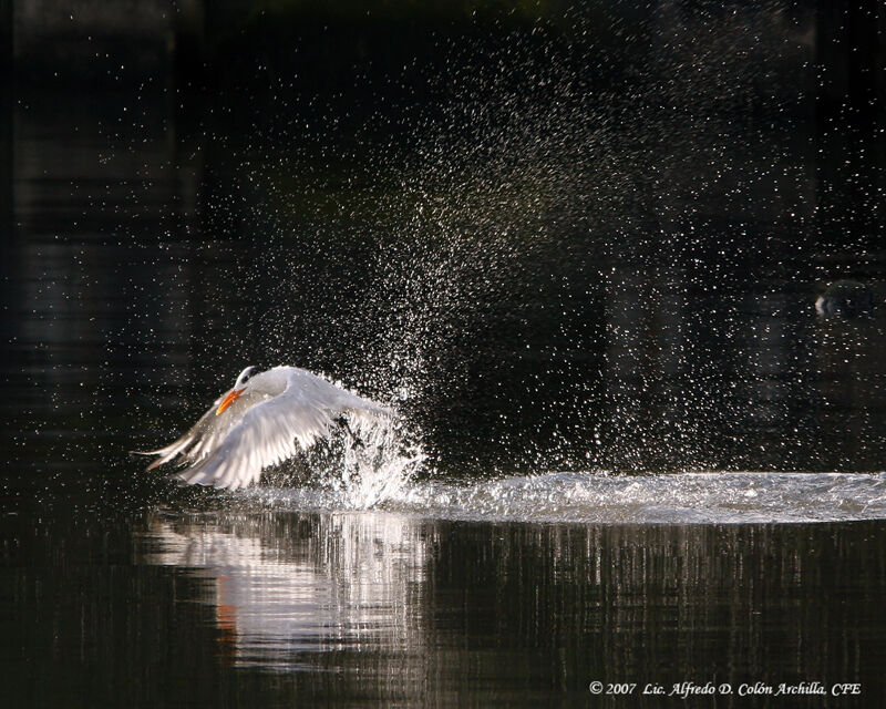 Royal Tern