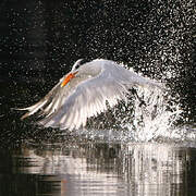 Royal Tern