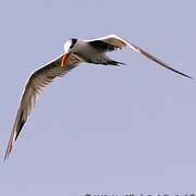 Royal Tern