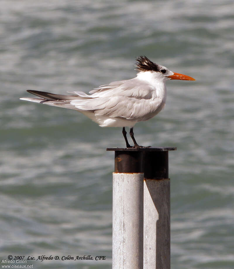 Royal Ternadult post breeding, identification