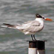 Royal Tern