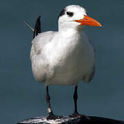 Royal Tern