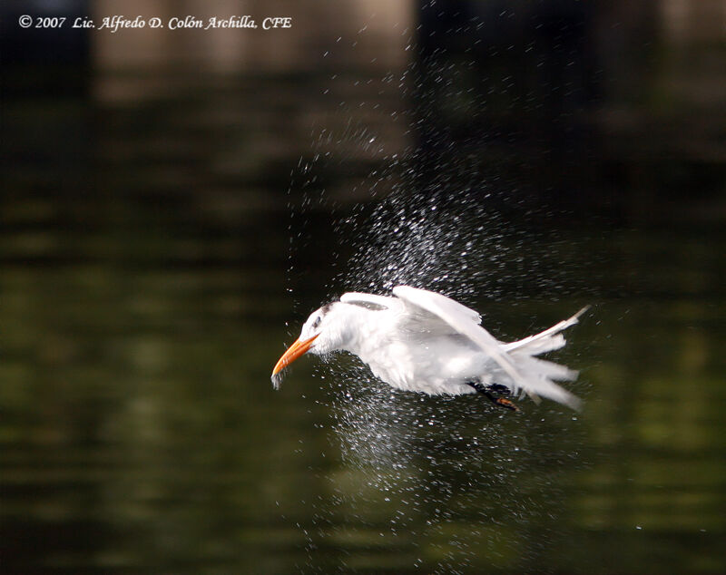 Royal Tern