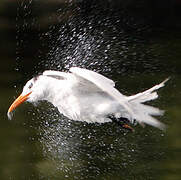 Royal Tern