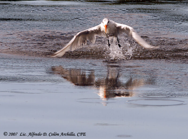 Royal Tern