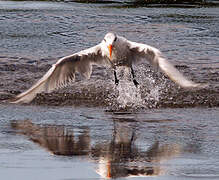 Royal Tern