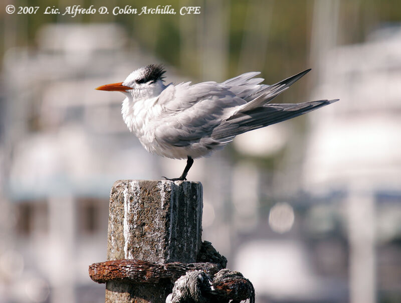 Royal Tern