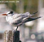 Royal Tern