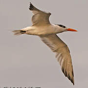 Royal Tern