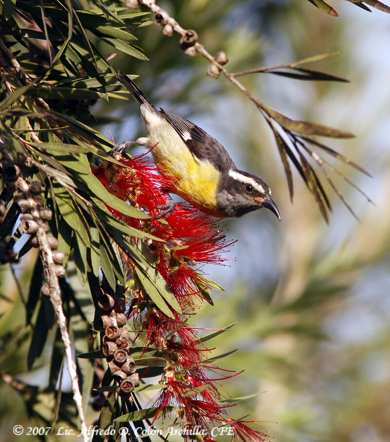 Bananaquit