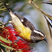 Bananaquit