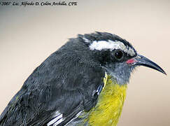 Bananaquit