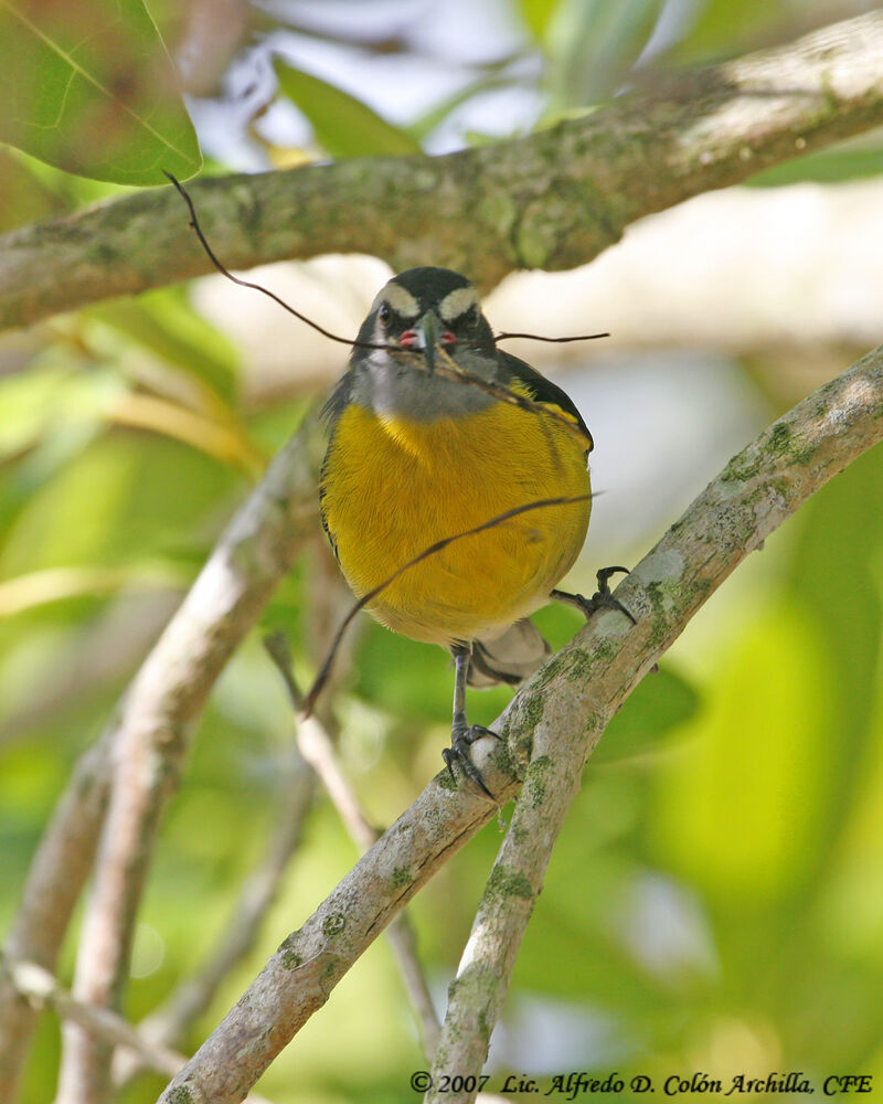 Bananaquit