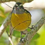 Bananaquit