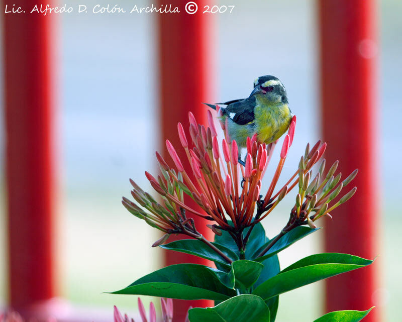 Bananaquit