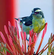 Bananaquit