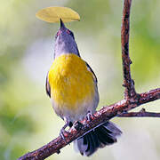 Bananaquit