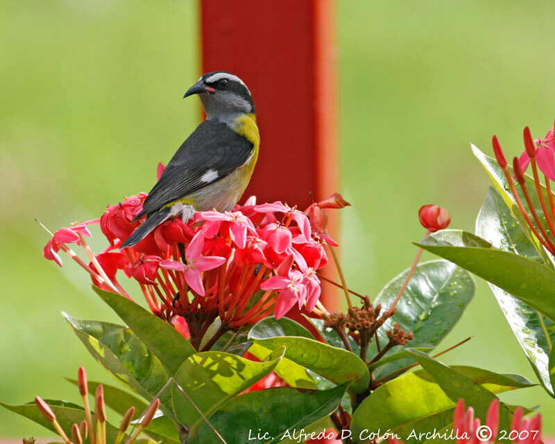 Bananaquit