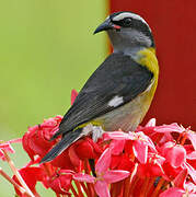 Bananaquit