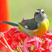 Bananaquit