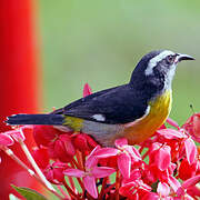 Bananaquit