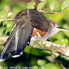Tacco de Porto Rico