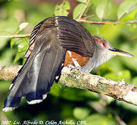 Puerto Rican Lizard Cuckoo