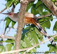 Puerto Rican Lizard Cuckoo