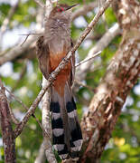 Puerto Rican Lizard Cuckoo