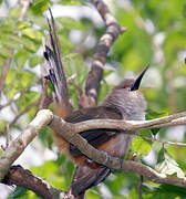 Puerto Rican Lizard Cuckoo