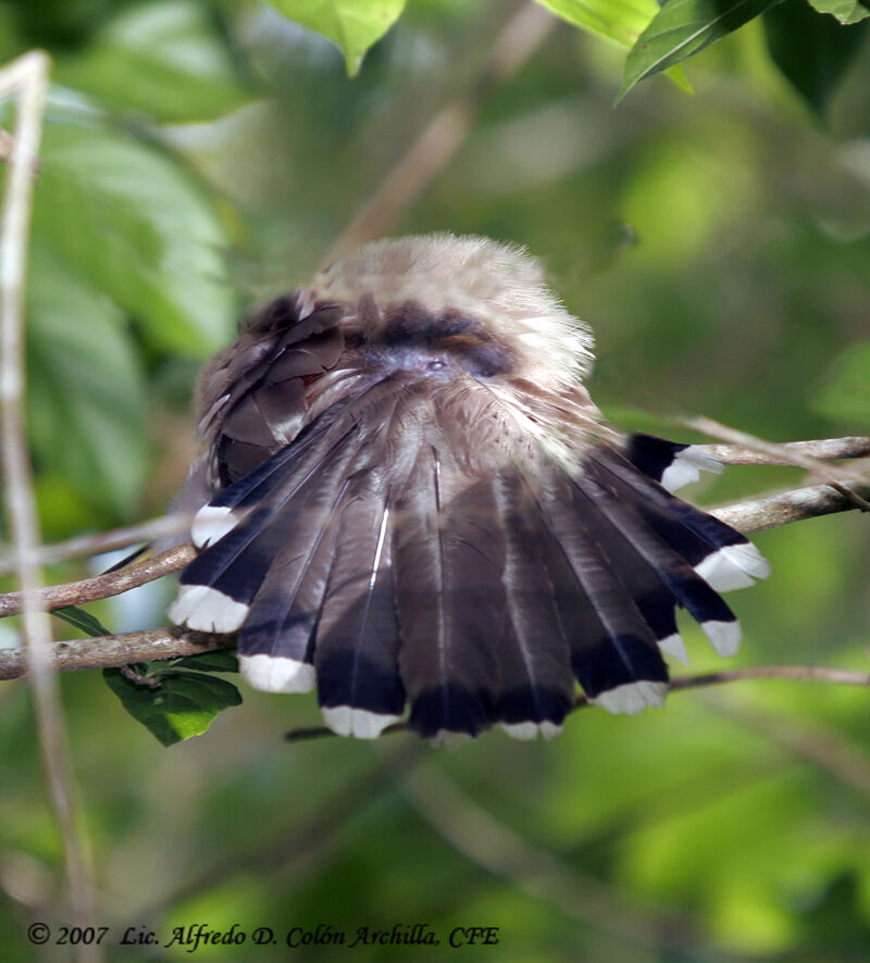 Puerto Rican Lizard Cuckoo