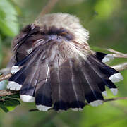 Puerto Rican Lizard Cuckoo