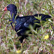 Purple Gallinule