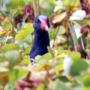 Purple Gallinule