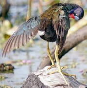 Purple Gallinule