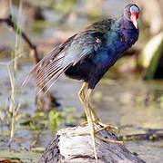 Purple Gallinule