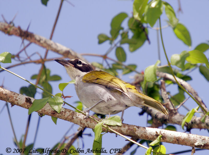 Black-crowned Tanager