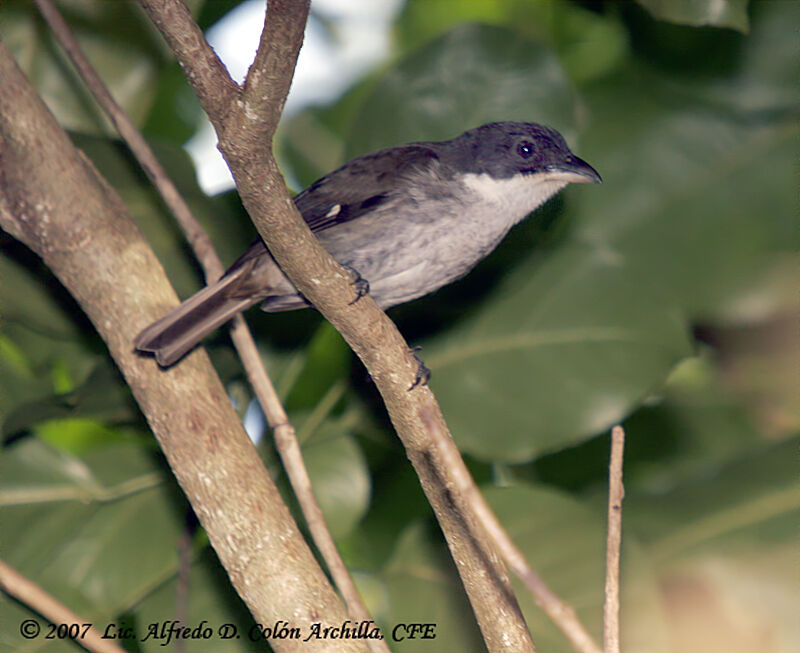 Puerto Rican Tanager